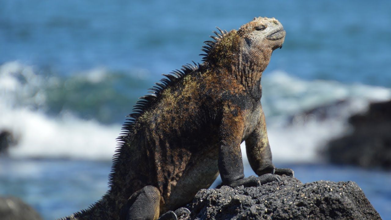 A lizard is sitting on a rock near the ocean