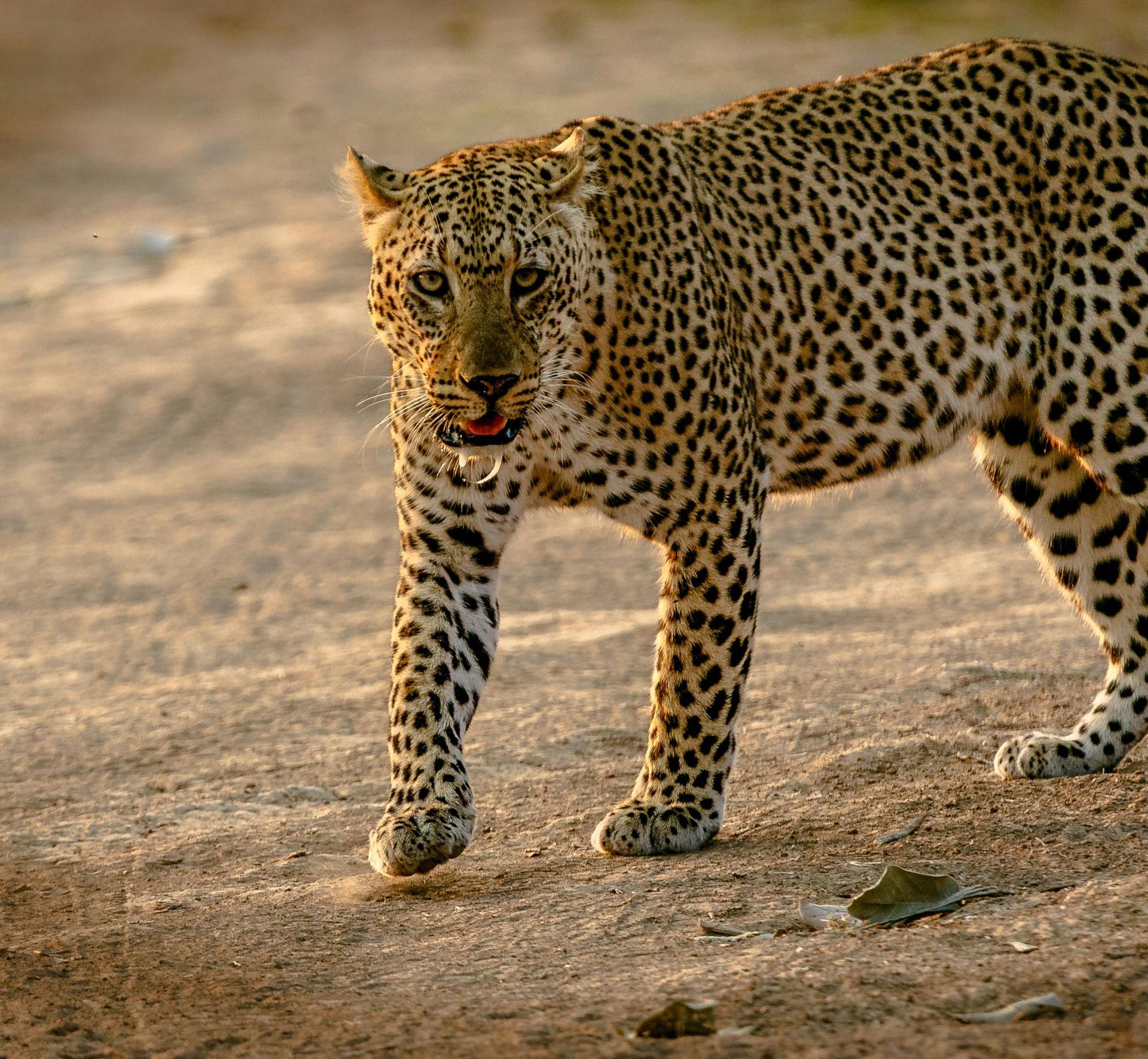 A leopard is walking across a dirt road