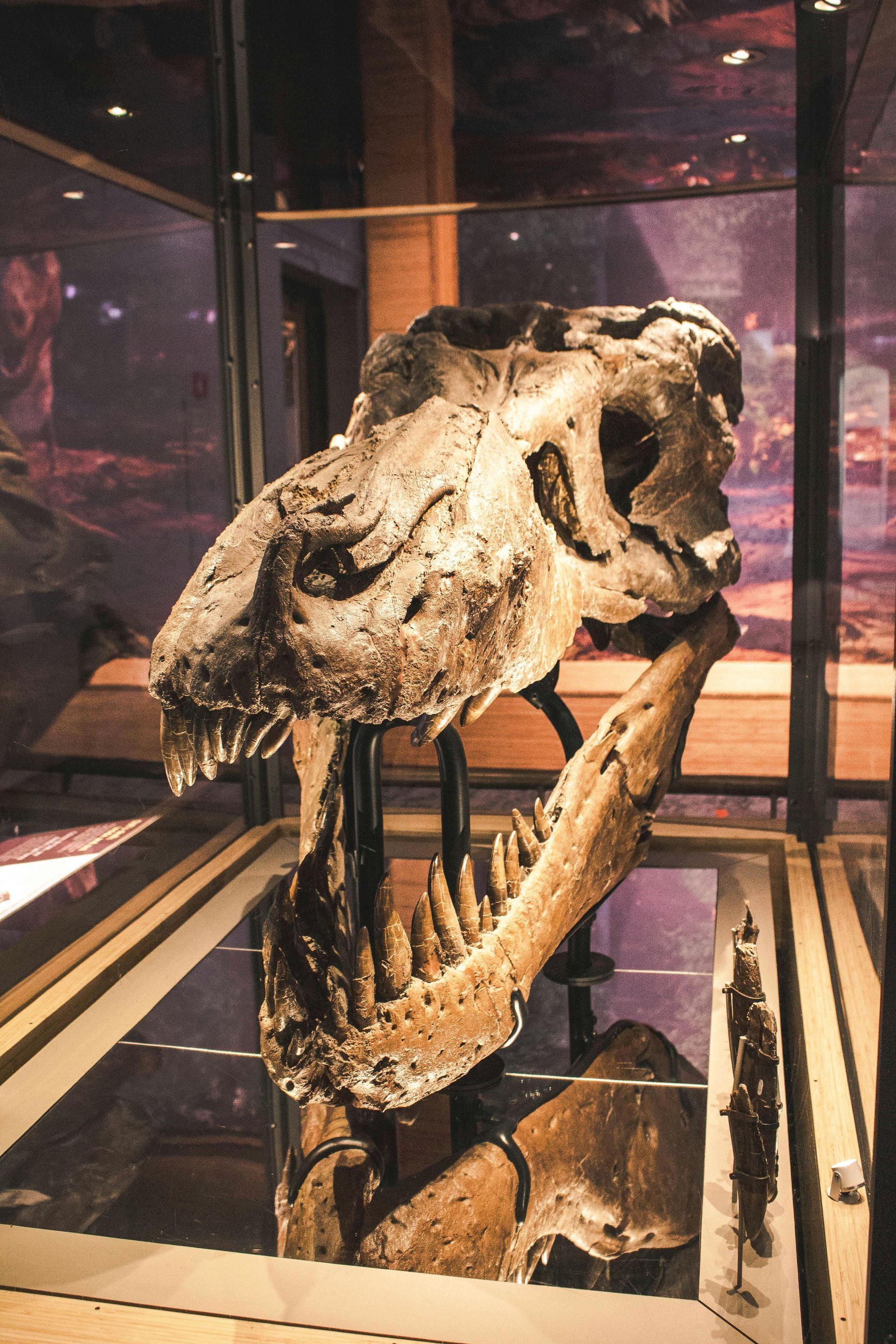 A dinosaur skull is displayed in a glass case.