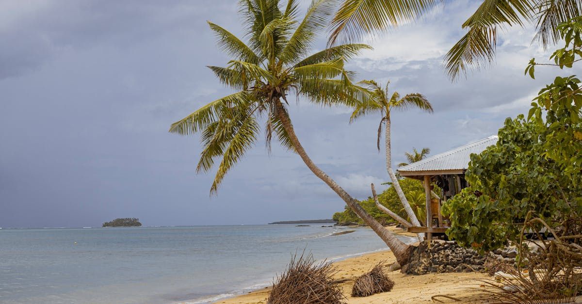 There is a palm tree on the beach with a house in the background.