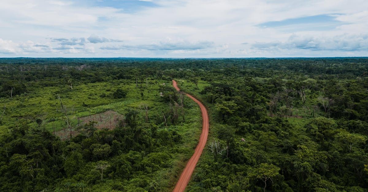 An aerial view of a dirt road going through a lush green forest.