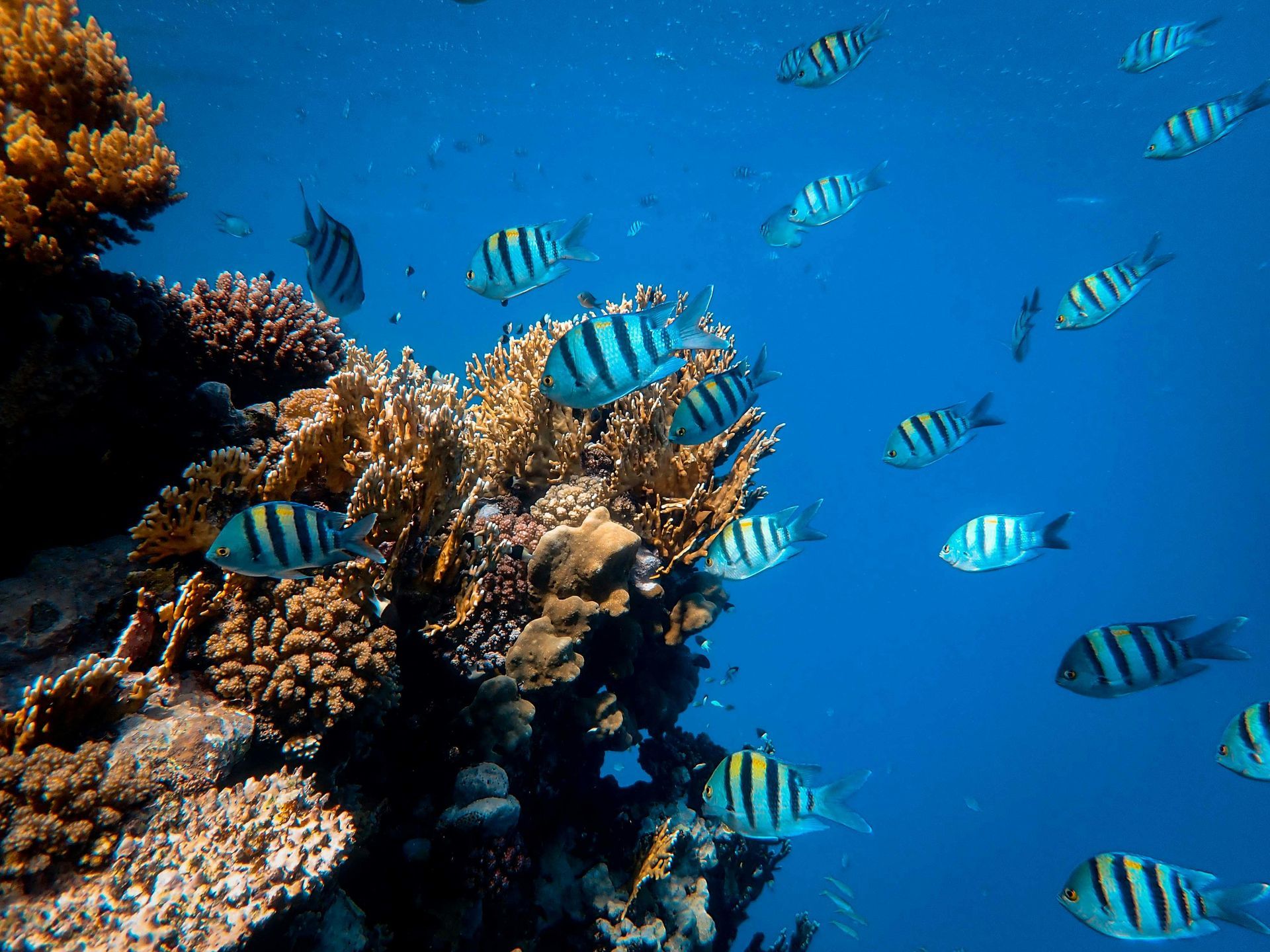 A group of fish are swimming around a coral reef in the ocean.