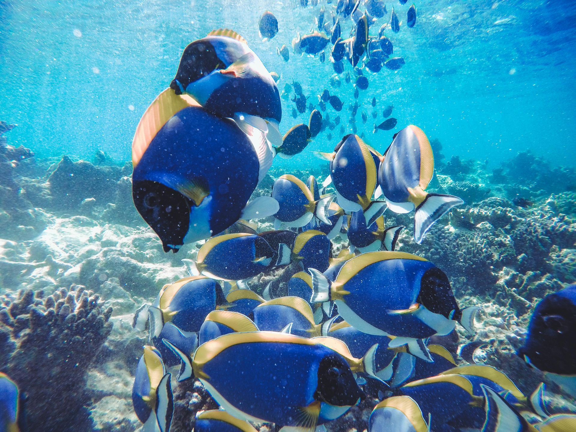 A large group of fish are swimming in the ocean.