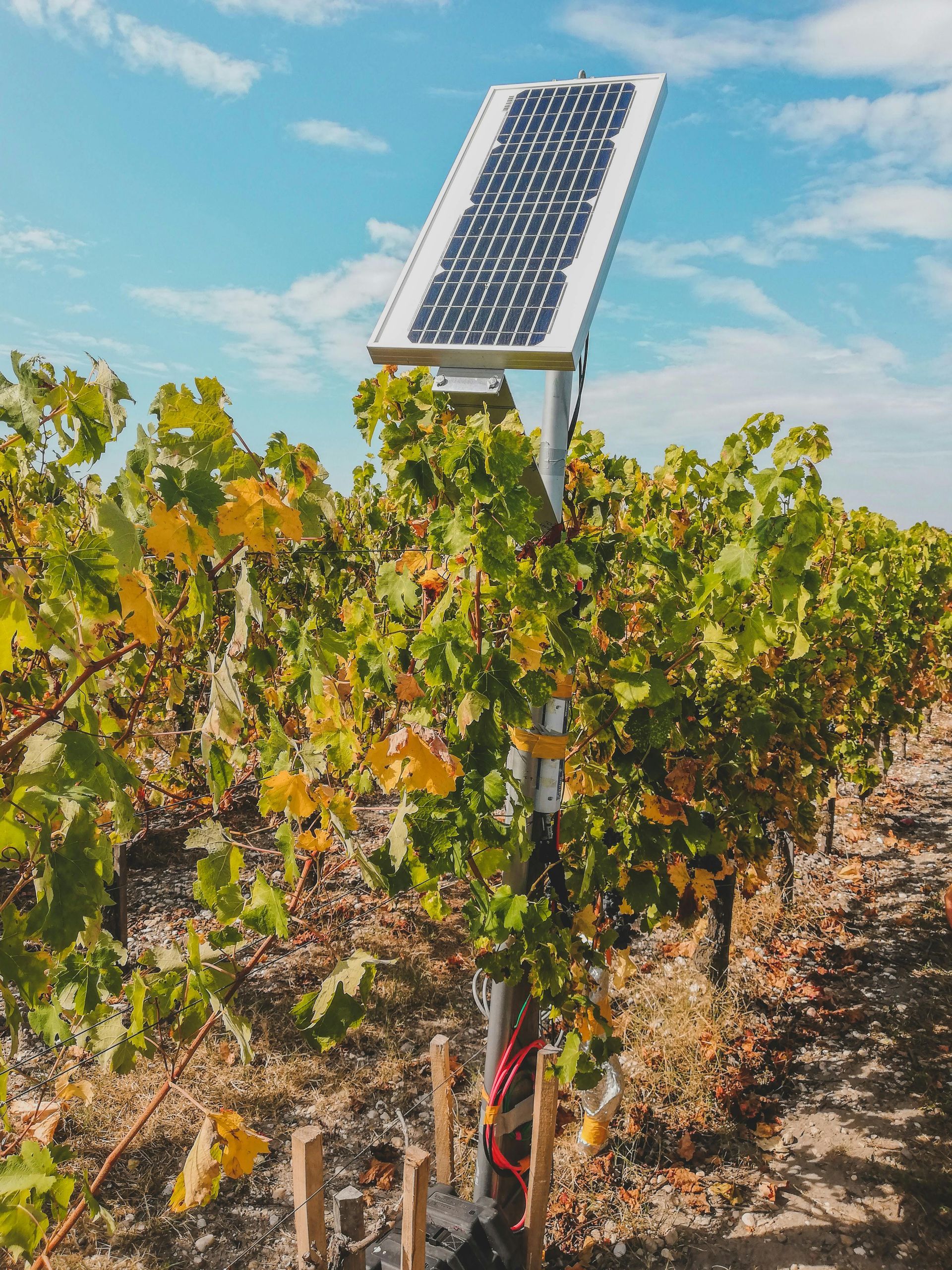 A solar panel is sitting on top of a vine in a vineyard.