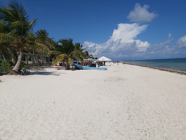 A beach with white sand and palm trees on a sunny day