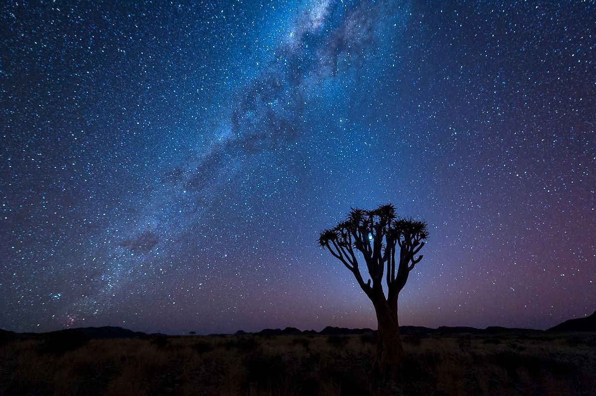 A tree is silhouetted against a starry night sky.