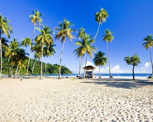 A beach with palm trees and a gazebo in the middle