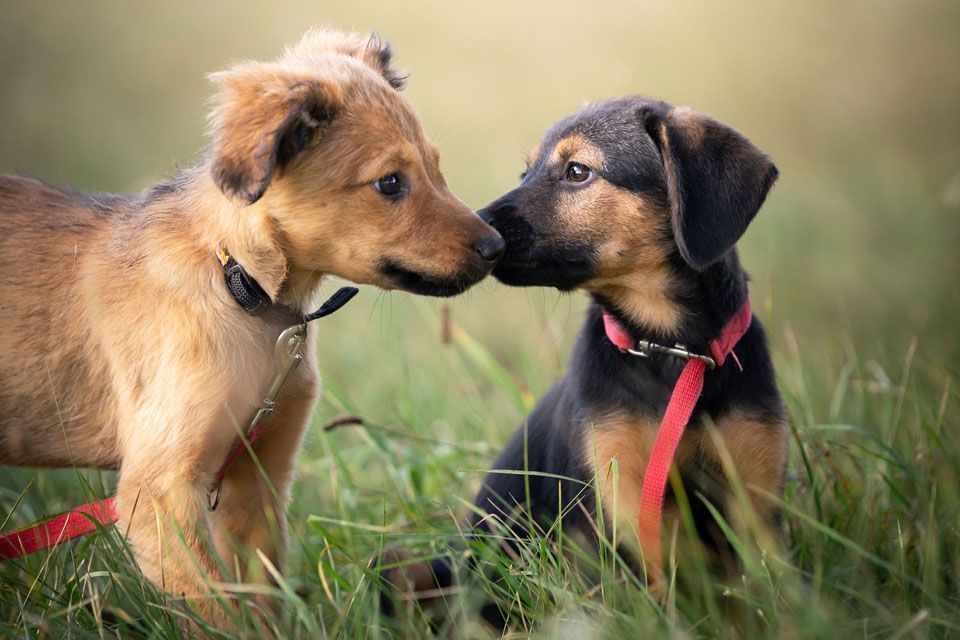 Two puppies are sniffing each other in the grass.