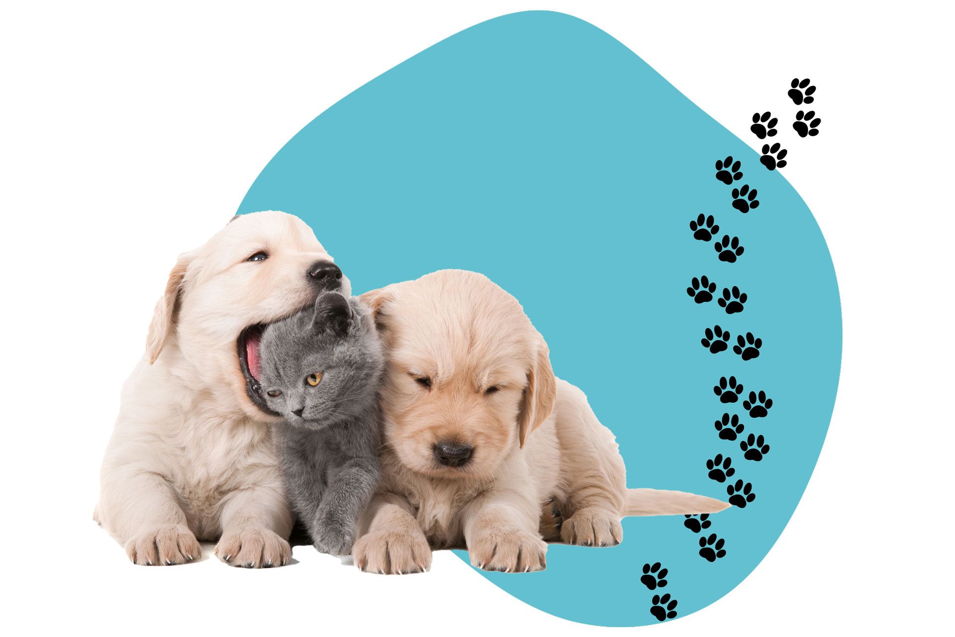 A puppy and a kitten are sitting next to each other on a blue background.