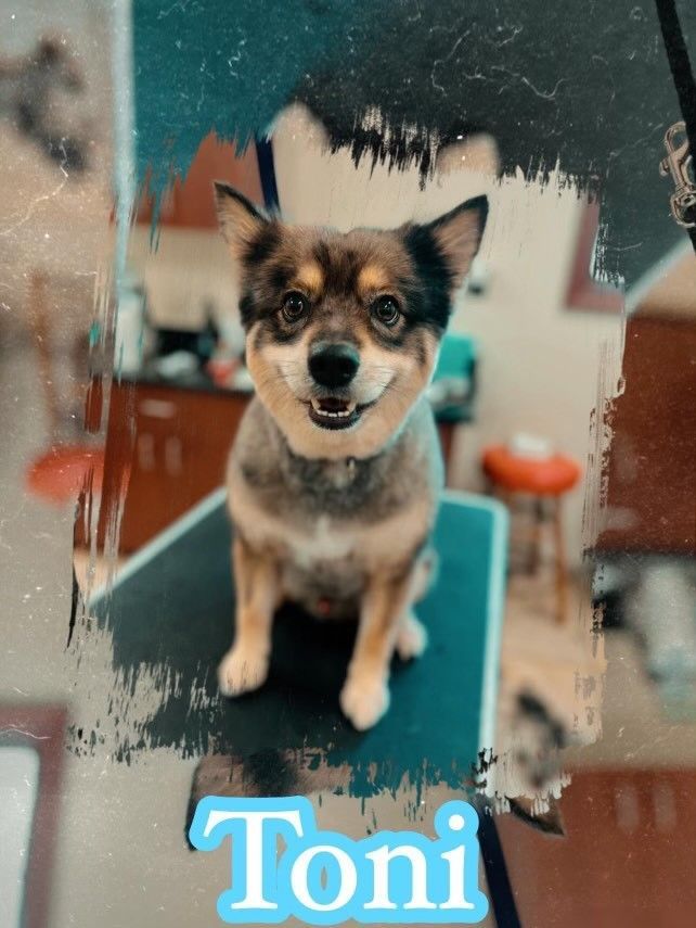 A dog named toni is sitting on a table