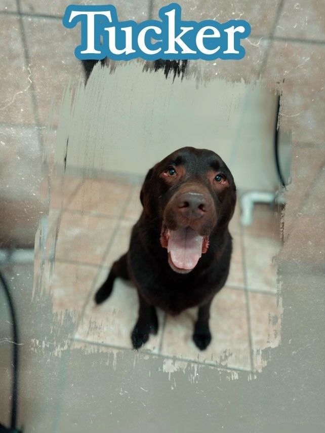 A picture of a dog with the name tucker on it