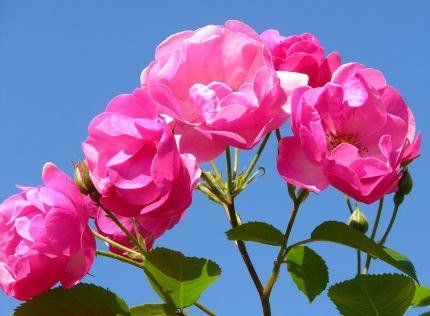 Pink roses blooming against a blue sky