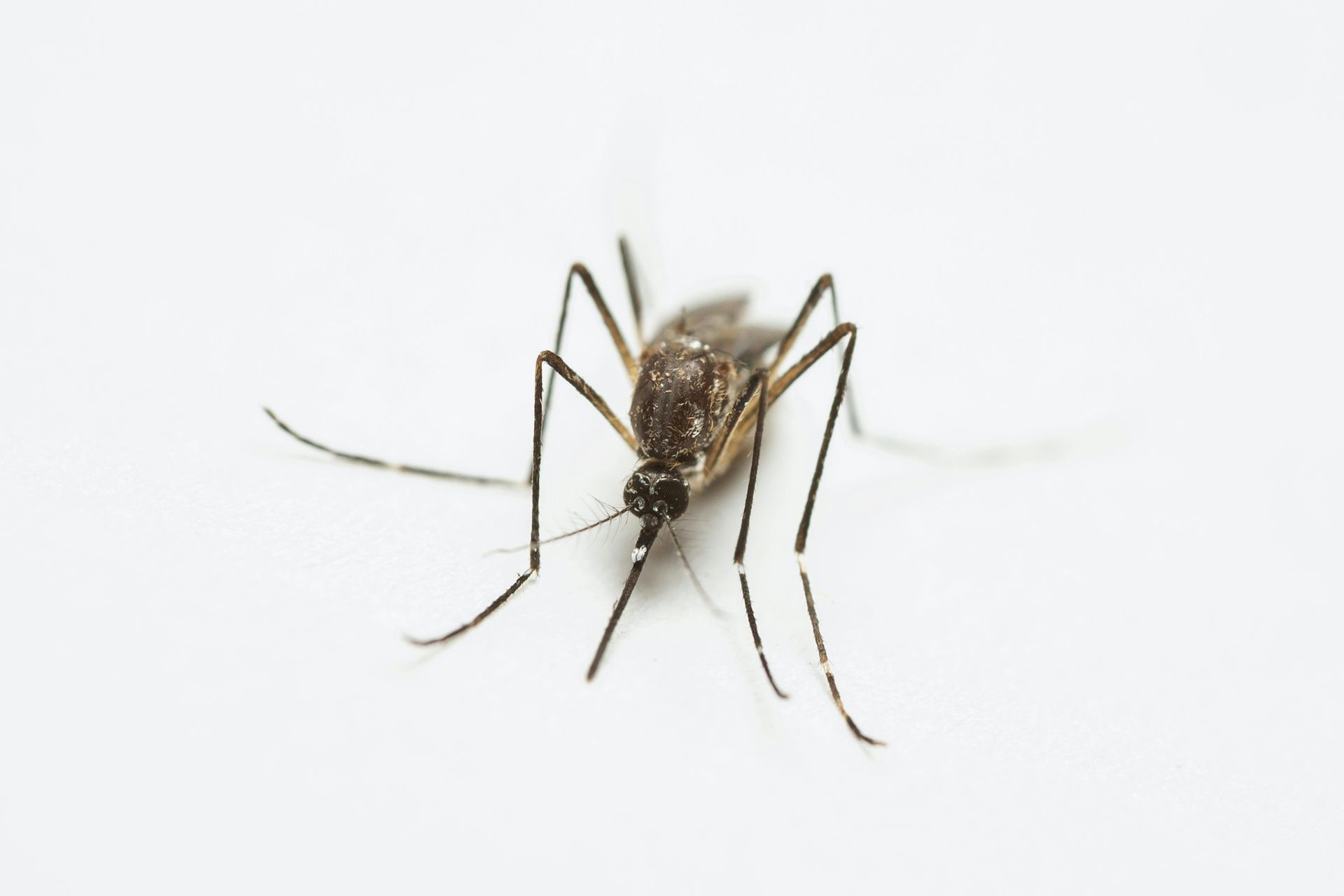 Mosquito on a white background, legs spread and wings visible
