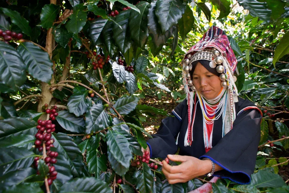 Peang Thai Coffee Farmer