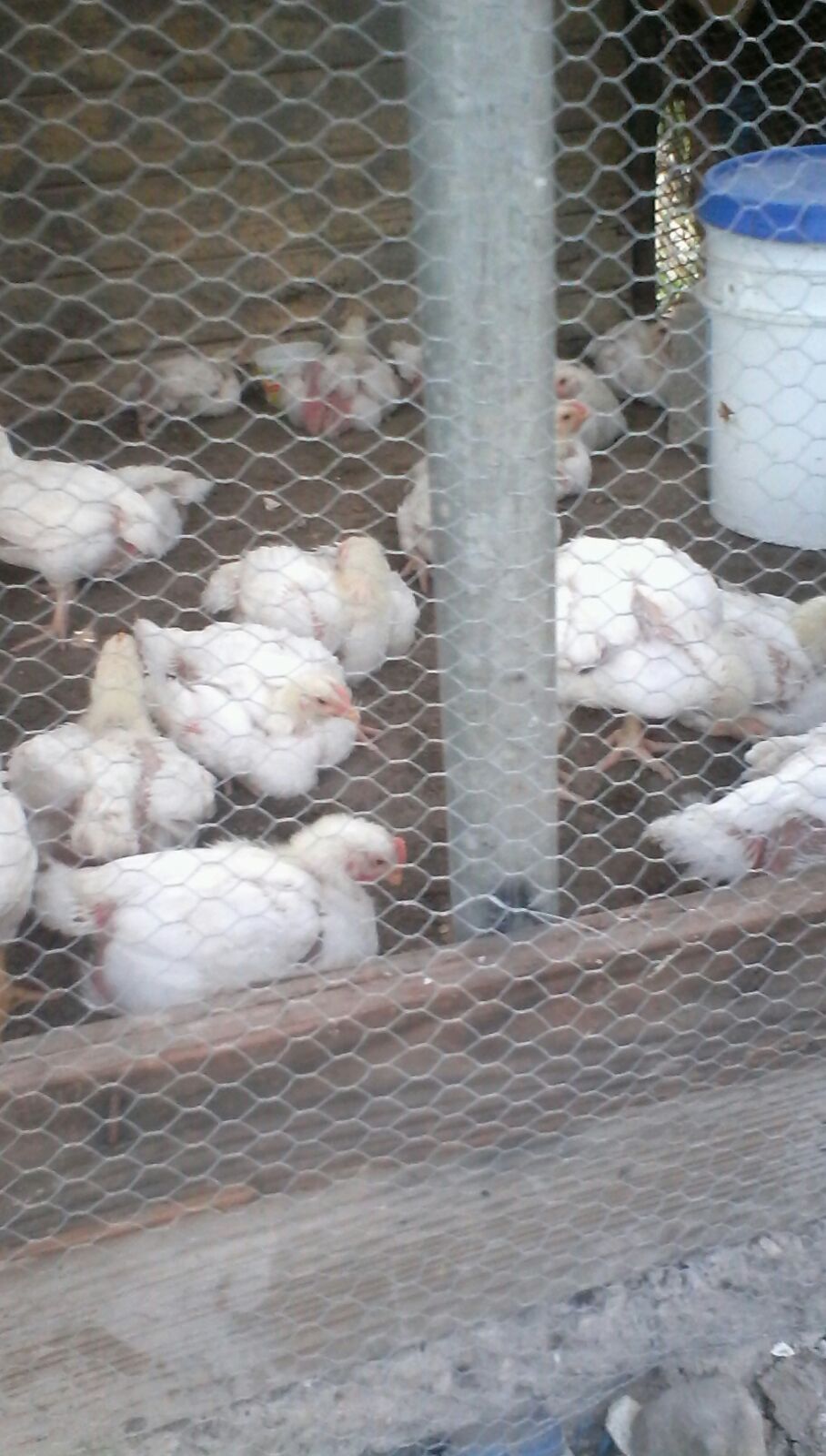 Chicken Coups for Community Agriculture Sustainability