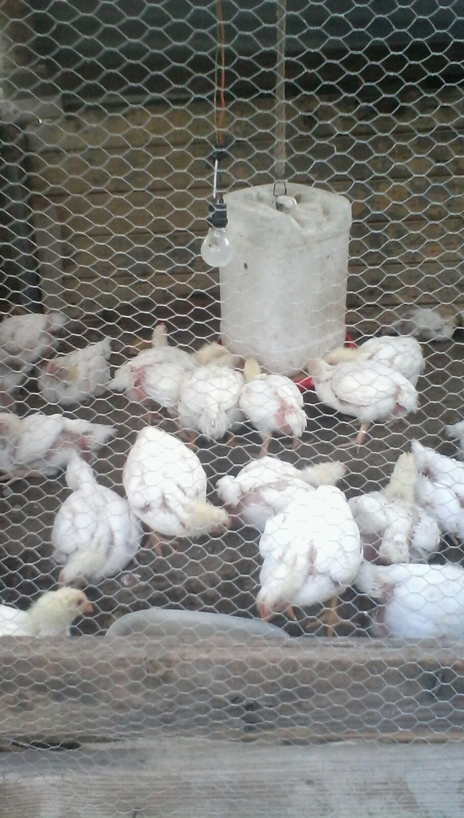 Chicken Coups for Community Agriculture Sustainability