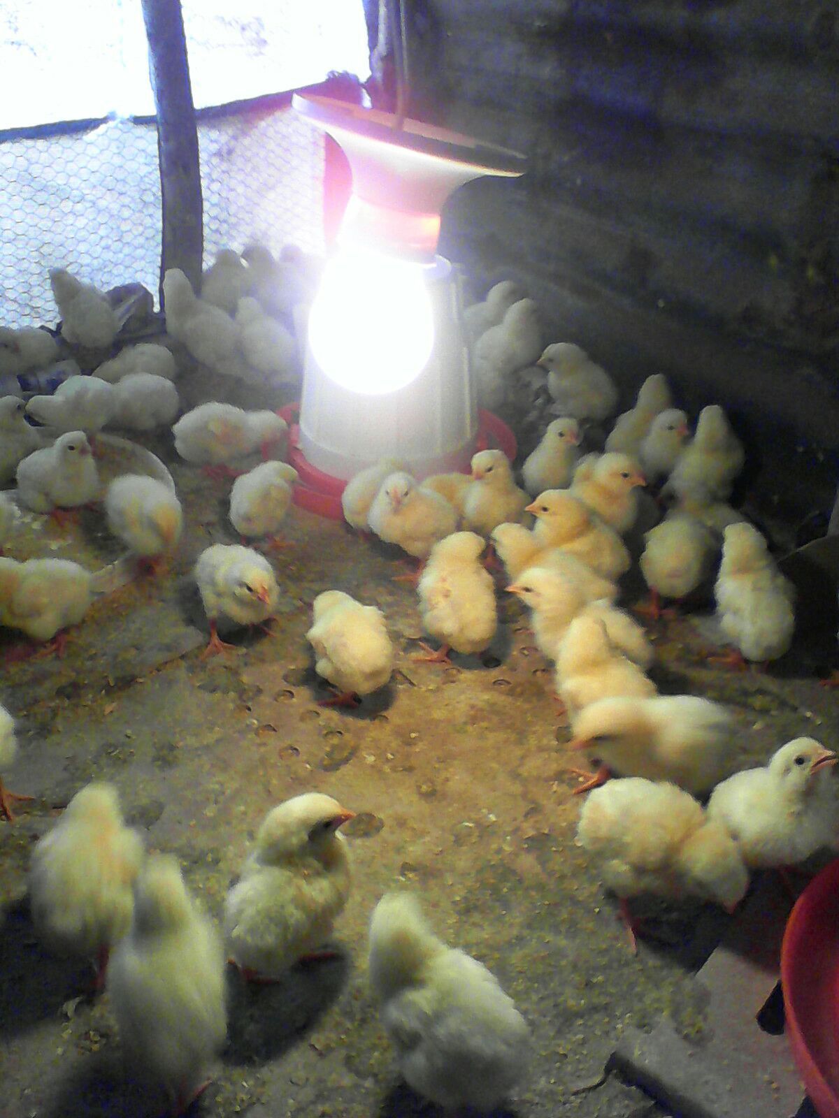 Chicken Coups for Community Agriculture Sustainability
