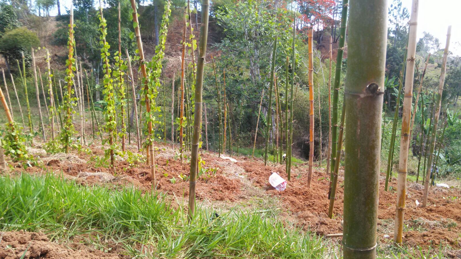 Community Farmers Assisting With Crop Planting on Behalf of Genesis Outreach for Agriculture Provision