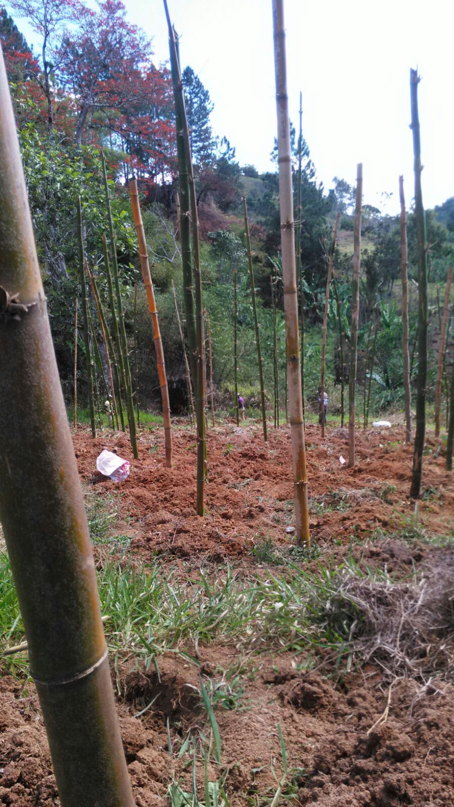 Community Farmers Assisting With Crop Planting on Behalf of Genesis Outreach for Agriculture Provision