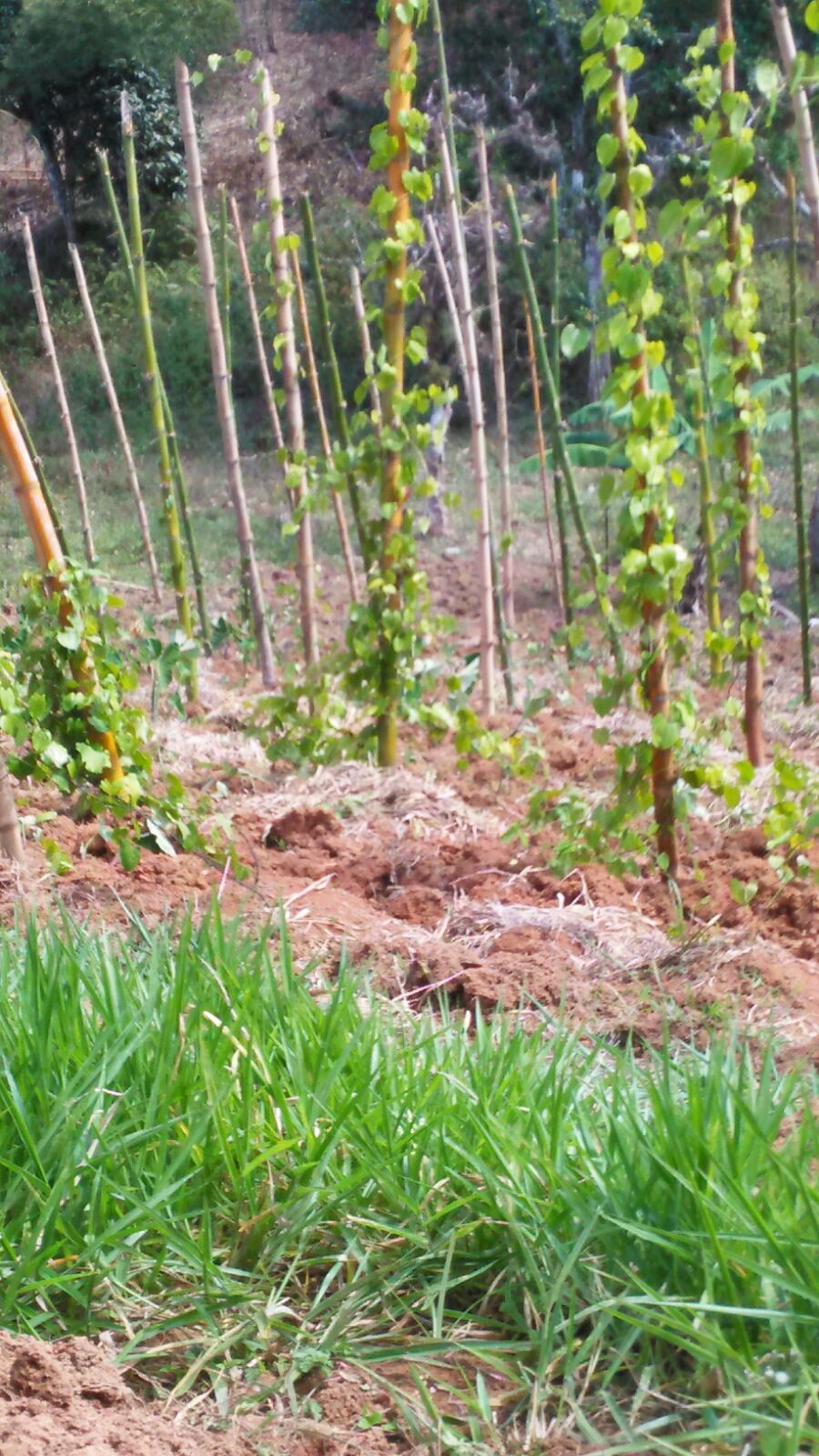 Community Farmers Assisting With Crop Planting on Behalf of Genesis Outreach for Agriculture Provision