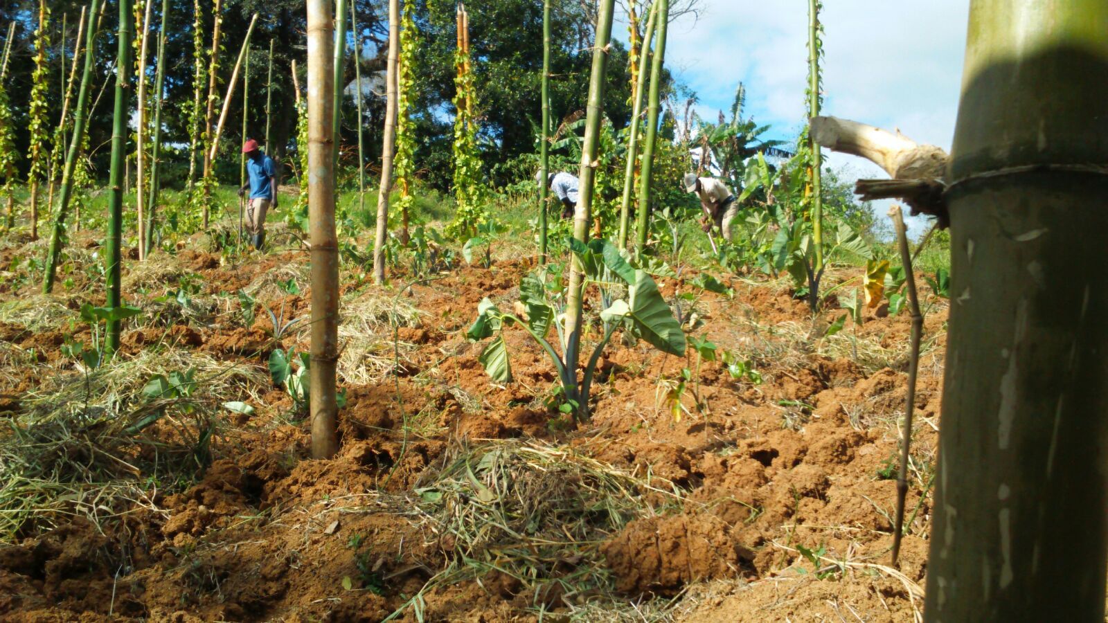 Community Farmers Assisting With Crop Planting on Behalf of Genesis Outreach for Agriculture Provision