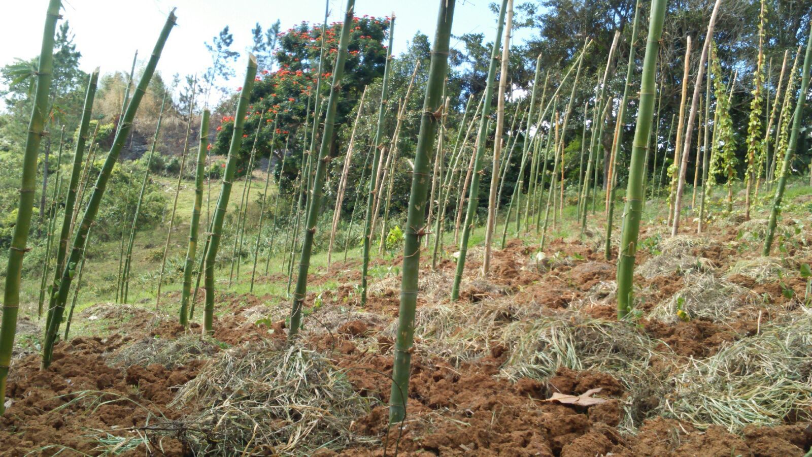Community Farmers Assisting With Crop Planting on Behalf of Genesis Outreach for Agriculture Provision