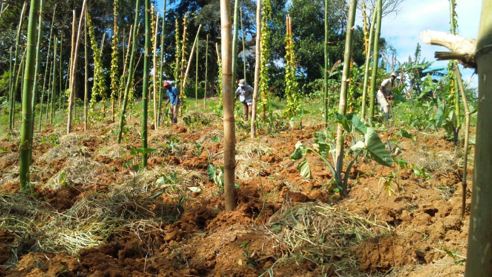 Community Farmers Assisting With Crop Planting on Behalf of Genesis Outreach for Agriculture Provision