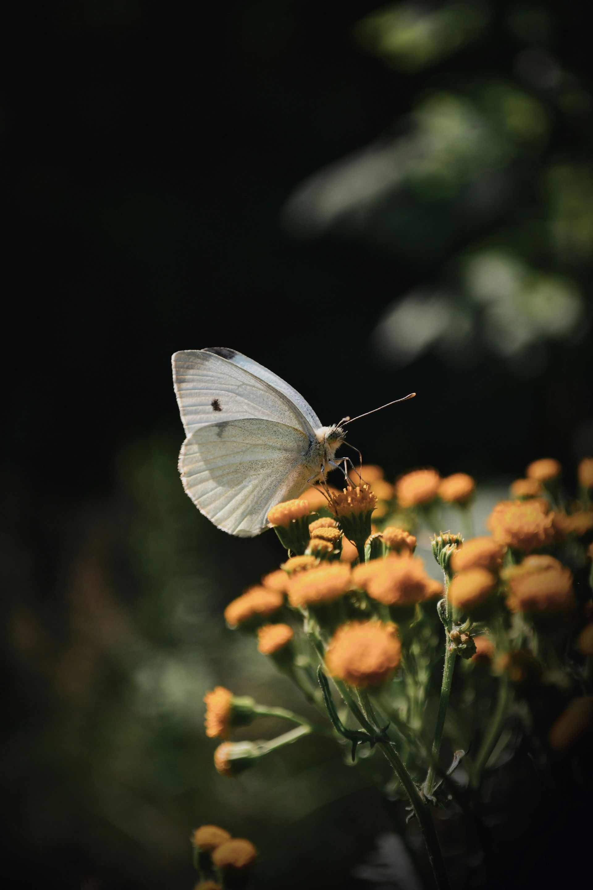 White butterfly with black spots on orange flowers. Dark background.