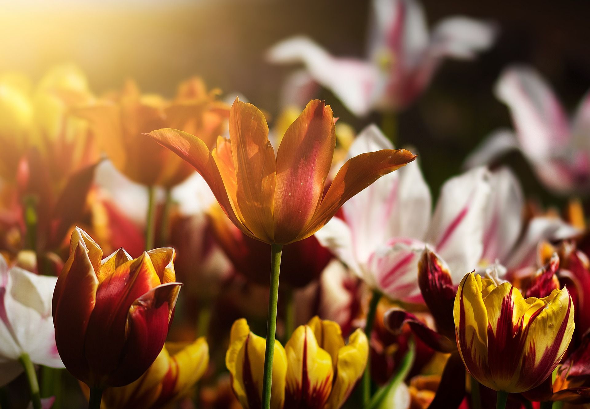 Colorful tulips in various hues of red, yellow, and white, bathed in sunlight.