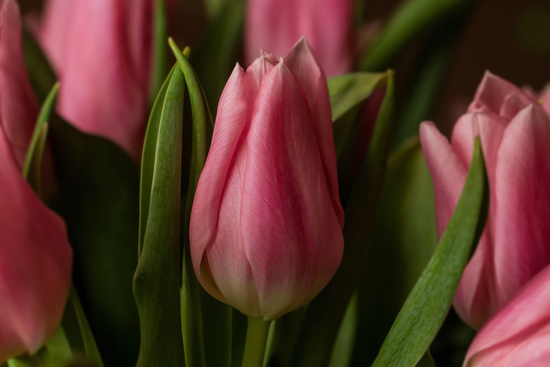 Pink tulip bud surrounded by green leaves, close-up.