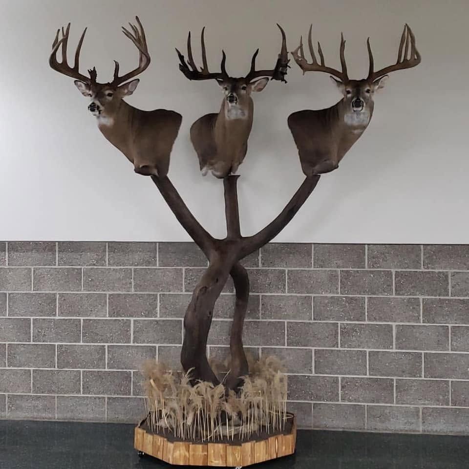 Three deer heads are mounted on a tree trunk in front of a brick wall