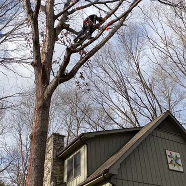 Arborist in tree, pruning branches near a house, wearing safety gear, clear sky.