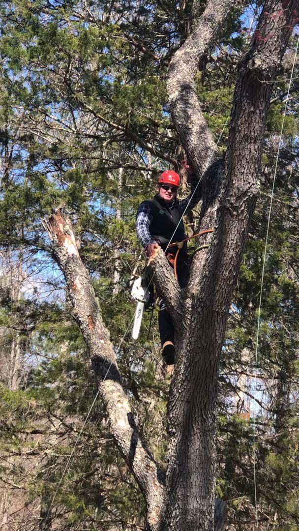 Arborist in a tree, cutting a branch with a chainsaw. Wearing safety gear, sunny outdoor setting.