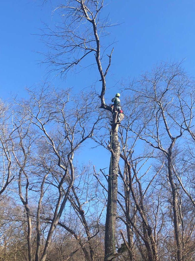 Arborist in a tree wearing a helmet, cutting branches against a blue sky.