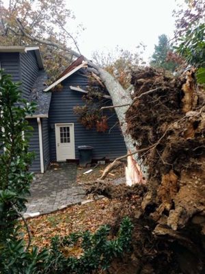 An aerial view of a tree that has fallen in a yard.