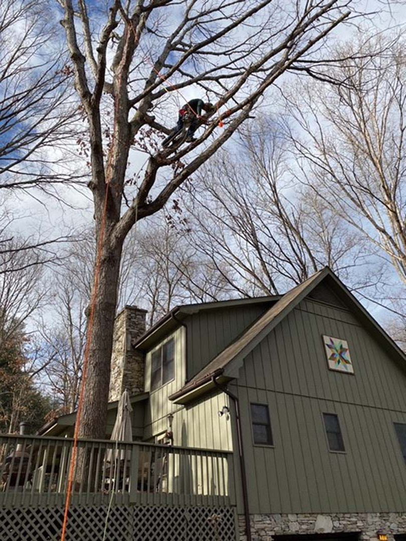 Tree trimmer in tree above a green house with a brown deck.