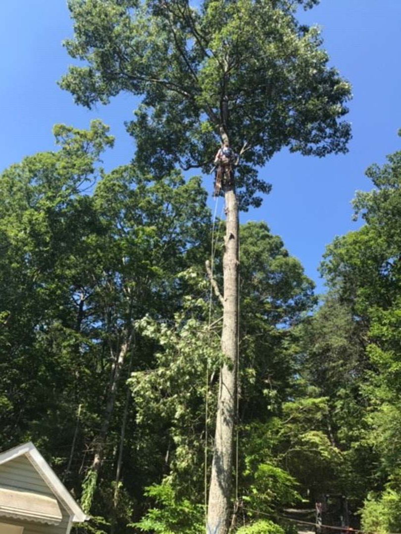 Arborist in tree, cutting branches on a sunny day. Blue sky, surrounded by other green trees.