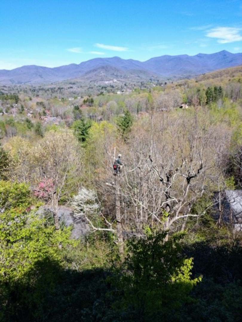 View of mountains and trees under a bright blue sky. Spring foliage with varying shades of green and tan.