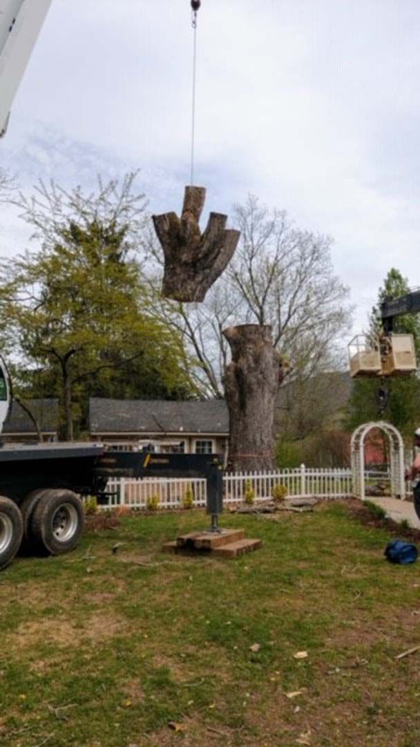 A crane lifting a large tree trunk, likely for removal, in a residential yard with a white fence.