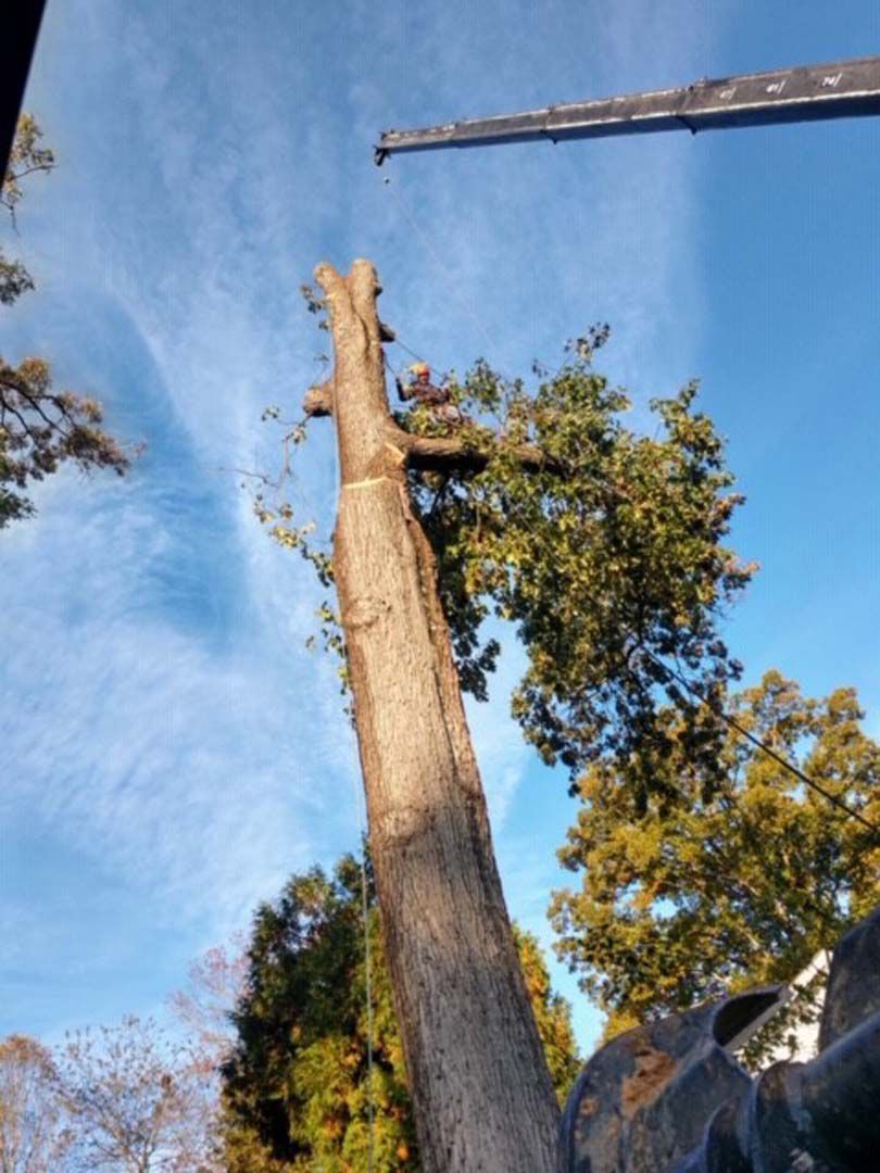 Tall tree being cut down with a crane against a bright blue sky.