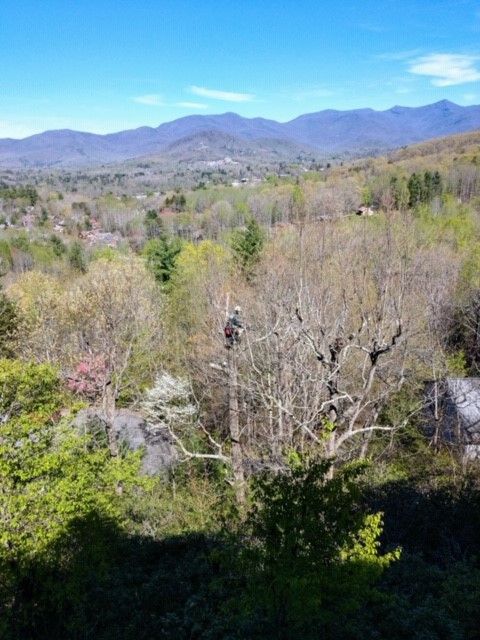 View of mountains and valley with a person in a tree, clear blue sky.