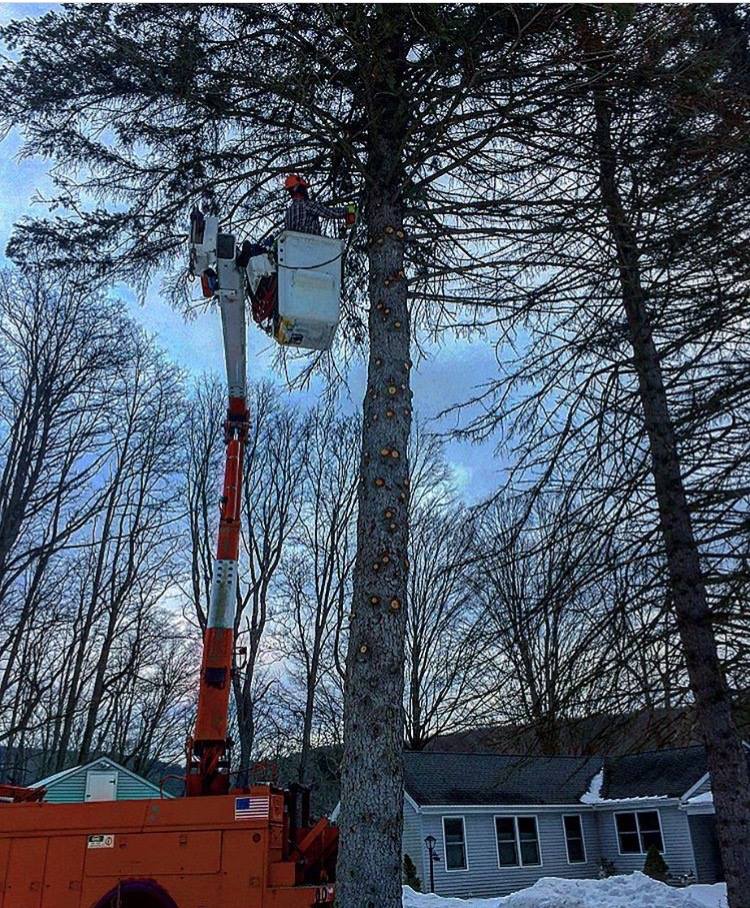 Chainsaw — Pruning a Tall Tree in Poughkeepsie, NY