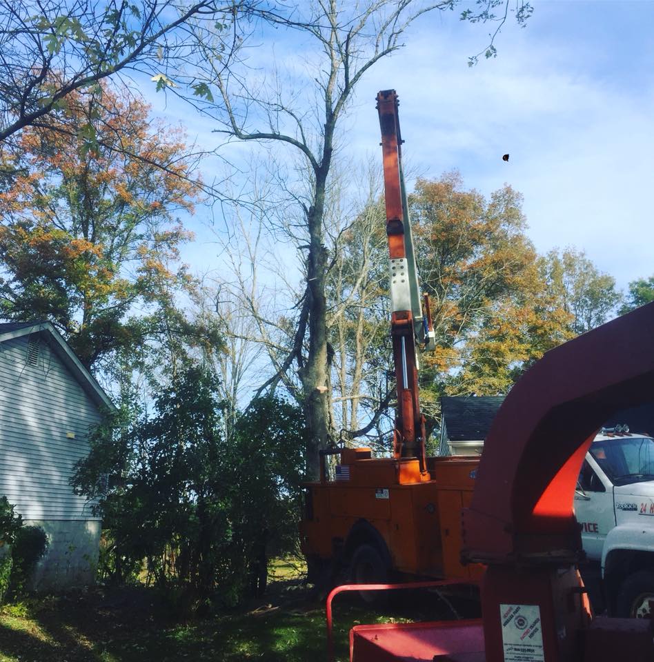 Wood Chipper — Removing a Tree in Poughkeepsie, NY
