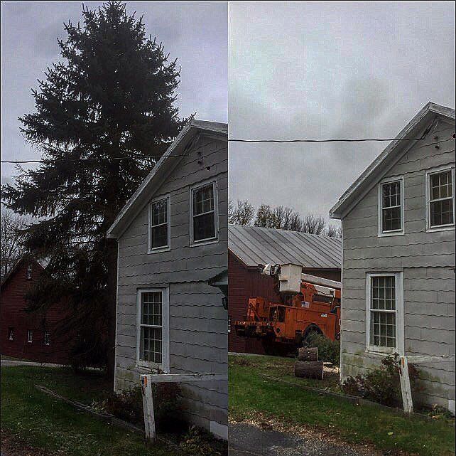 Branch — Before and After Removing a Tree in Poughkeepsie, NY