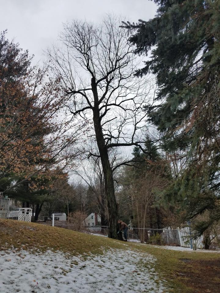 Tree Cutting — Dead Tree to be Chopped Down in Poughkeepsie, NY
