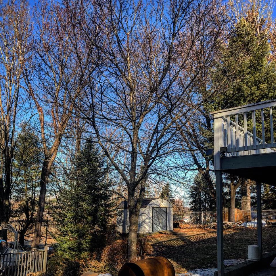 New Construction — Residential Dead Tree in Poughkeepsie, NY