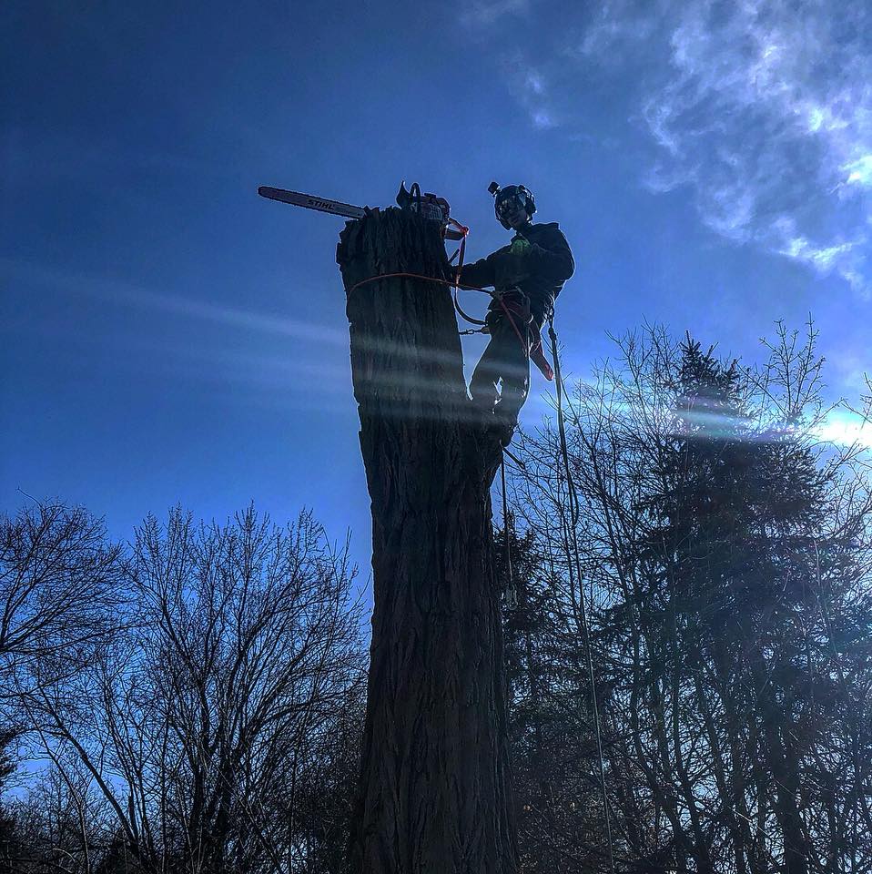 Tree Services — Man Cutting a Tree in Poughkeepsie, NY