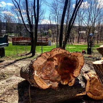 Poughkeepsie — Hand Holding a Tree Sapling in Poughkeepsie, NY