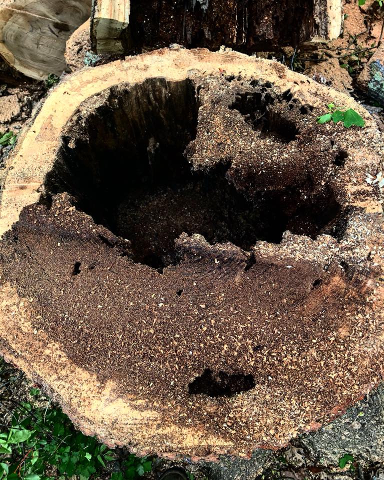Commercial — Tree Log Infested by Termites in Poughkeepsie, NY