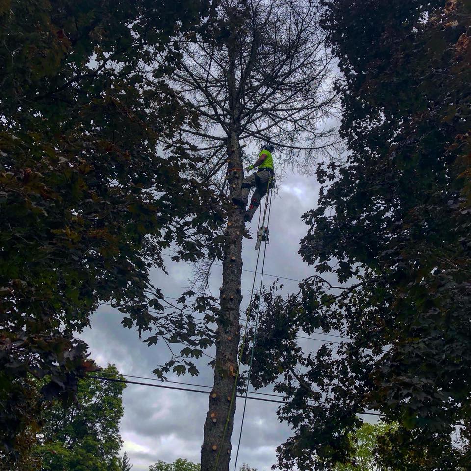 Dangerous Tree Removal — Trimming a Tree in Poughkeepsie, NY